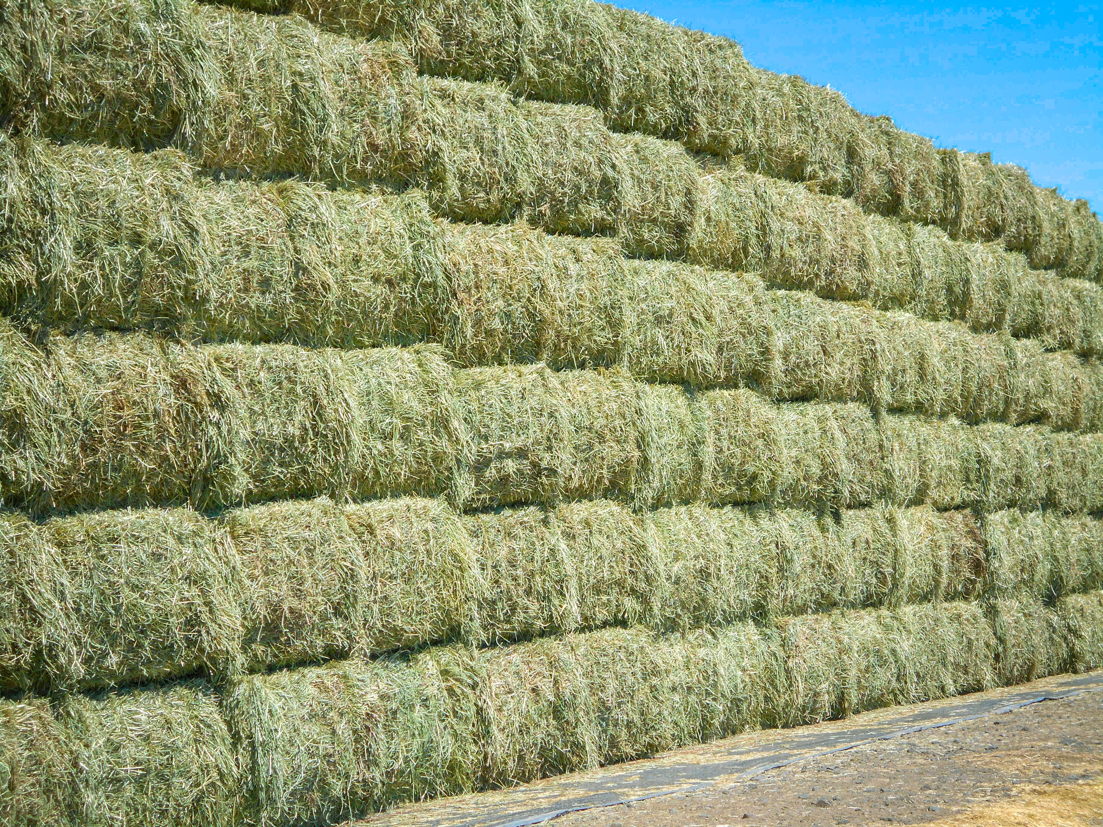 Agri-pac-timothy premium quality hay