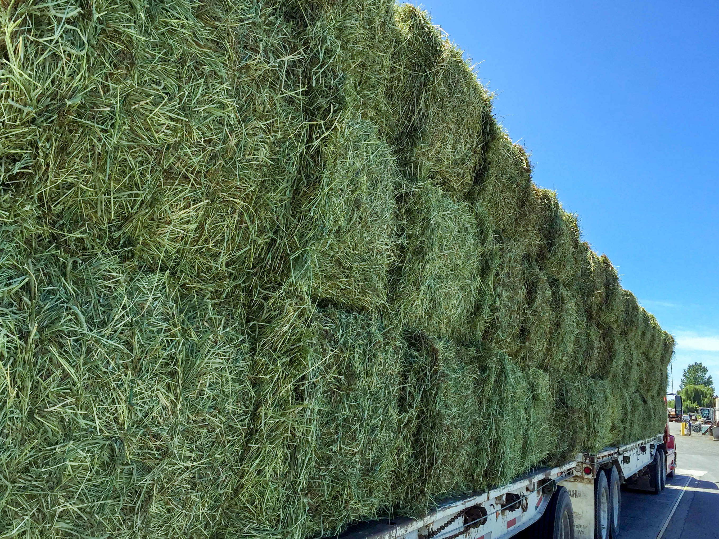 Agri-pac-timothy-premium-quality-hay