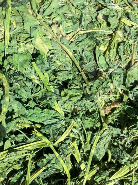 Agri-pac-alfalfa-premium-hay